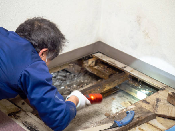 Best Home Mold Removal  in Highland Heights, OH