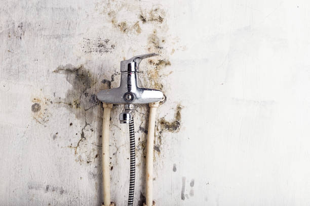 Best Emergency Mold Removal  in Highland Heights, OH