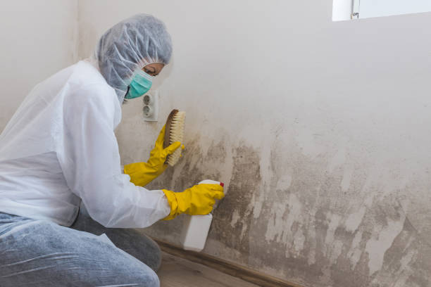 Best Toxic Mold Removal  in Highland Heights, OH