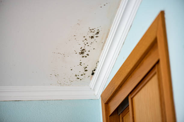 Certified Mold Removal in Highland Heights, OH