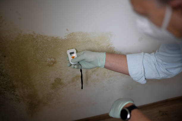 Best Certified Mold Removal  in Highland Heights, OH