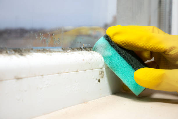 Home Mold Removal in Highland Heights, OH