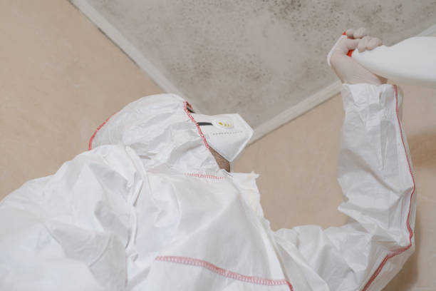 Best Mold Removal and Inspection  in Highland Heights, OH