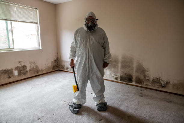 Best Attic Mold Removal  in Highland Heights, OH
