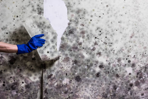 Best Professional Mold Removal  in Highland Heights, OH
